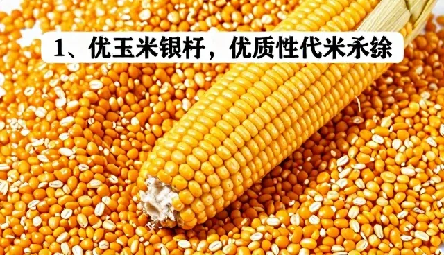 优质玉米种子在干旱地区种植的性能分析